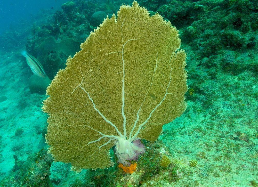 Lagun Blou Dive And Beach Resort Exterior photo